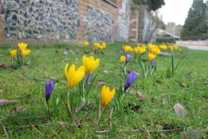 2014 Spring Flowers
