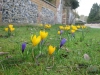 Crocuses