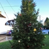 village-christmas-tree-2018 (3)