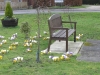 crocuses