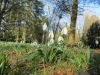 snowdrops
