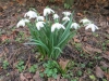 snowdrops