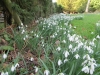 snowdrops